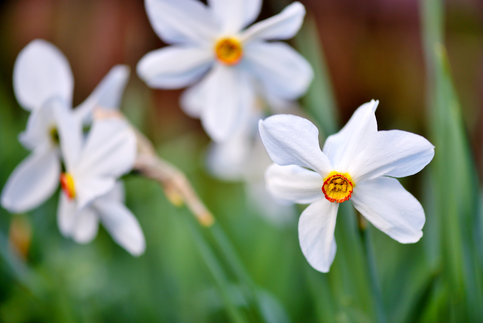 Garden Bundle & Save